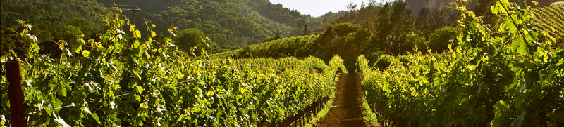 Pedroncelli Winery & Vineyards